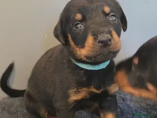Dobermann dogs 🐾 Dobermann x Rottweiler puppies 🐾 - Advert 3