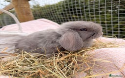 Mini Lop rabbits for sale: Pure mini lops, otters, grey, blue - Advert 6