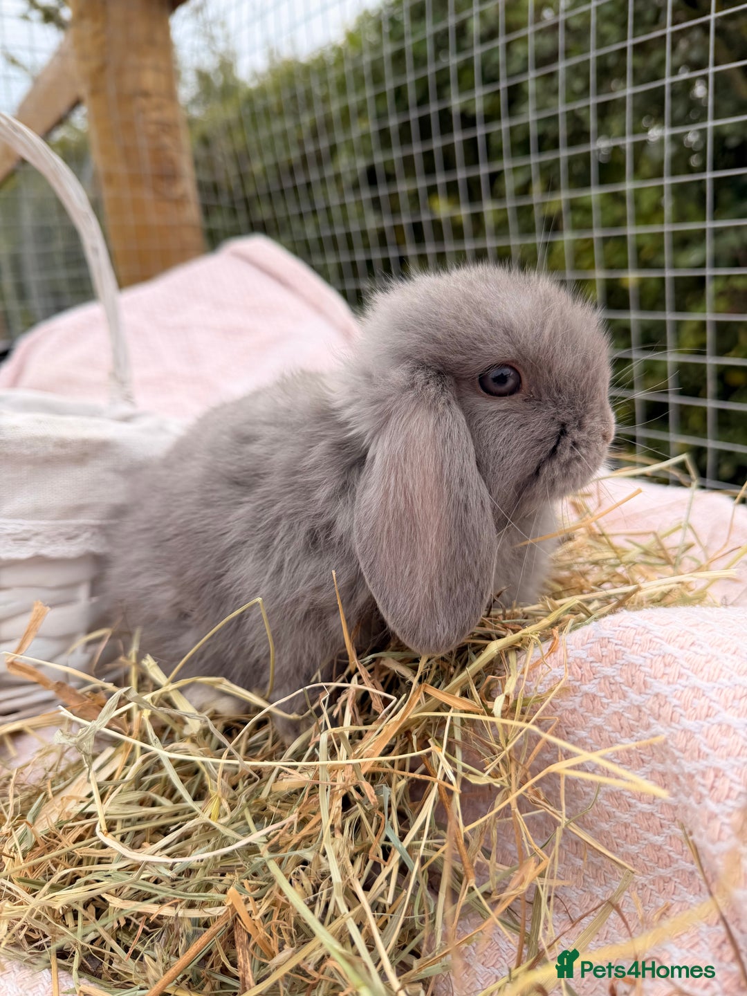 Mini Lop rabbits for sale: Pure mini lops, otters, grey, blue - Advert 6