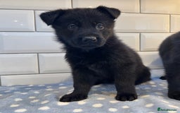 German Shepherd dogs for sale: KC Registered German Shepard Babies 🐾🐾🐾 - Image 4