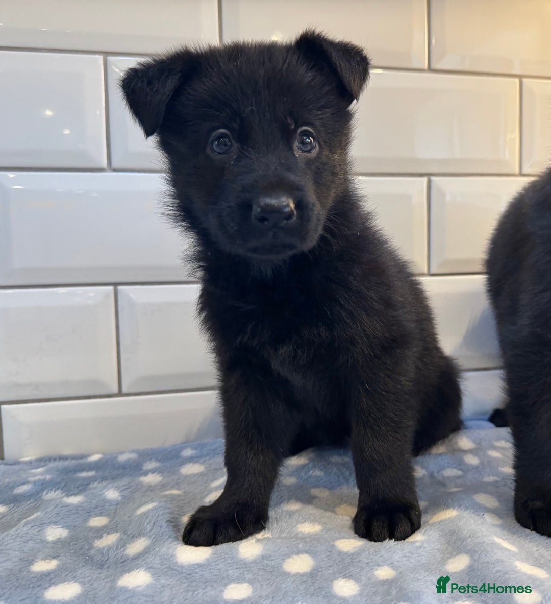 German Shepherd dogs for sale: KC Registered German Shepard Babies 🐾🐾🐾 - Image 4