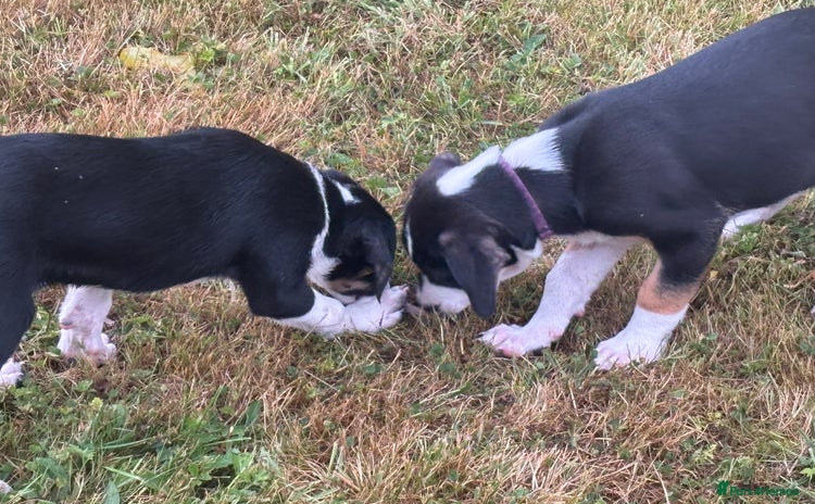 Mixed Breed dogs - Advert 1