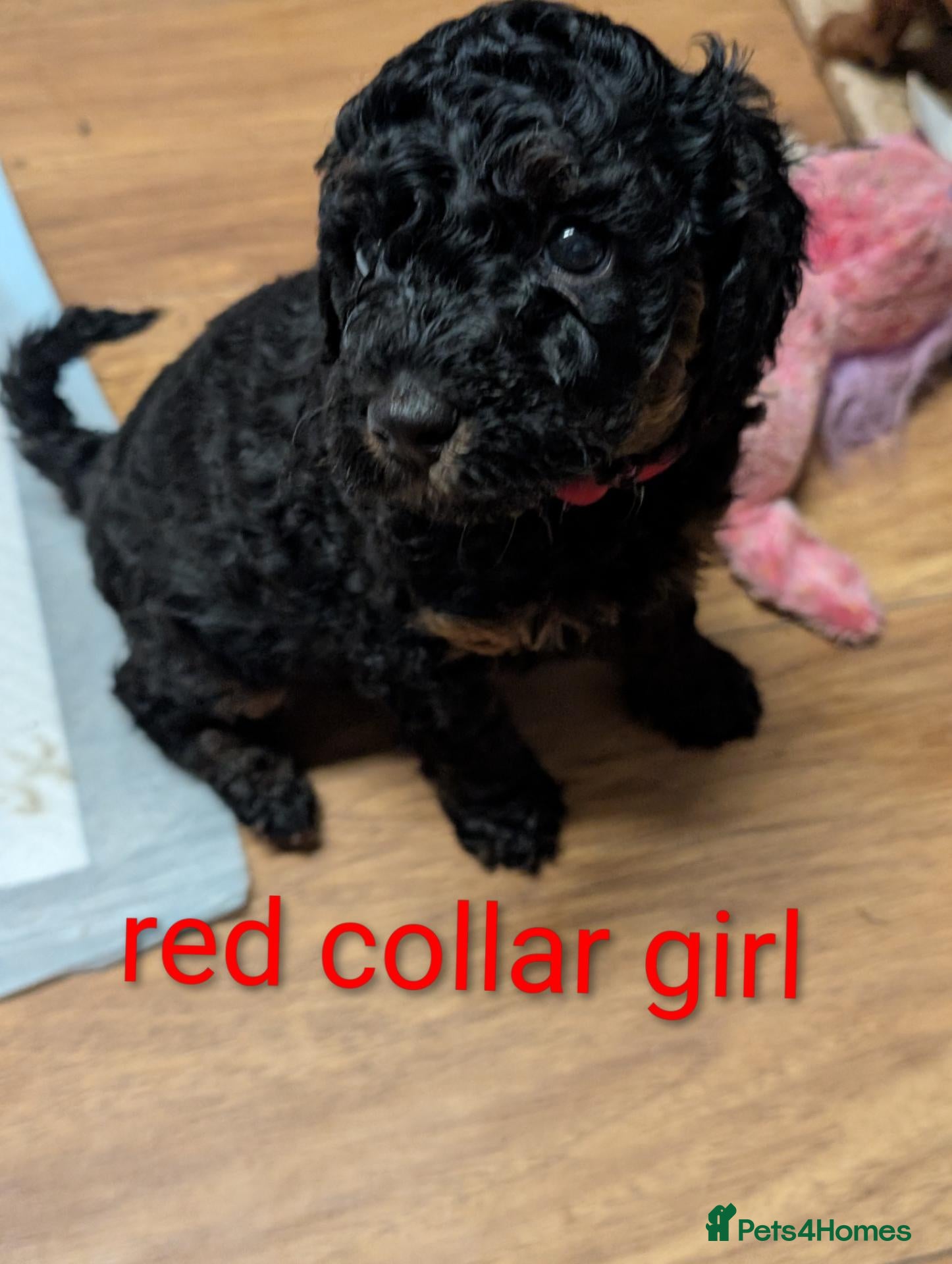 Miniature Poodle dogs Miniature KC poodles  - Advert 18