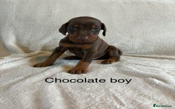 Dobermann dogs for sale: Beautiful European KC reg Doberman Puppies - Image 10