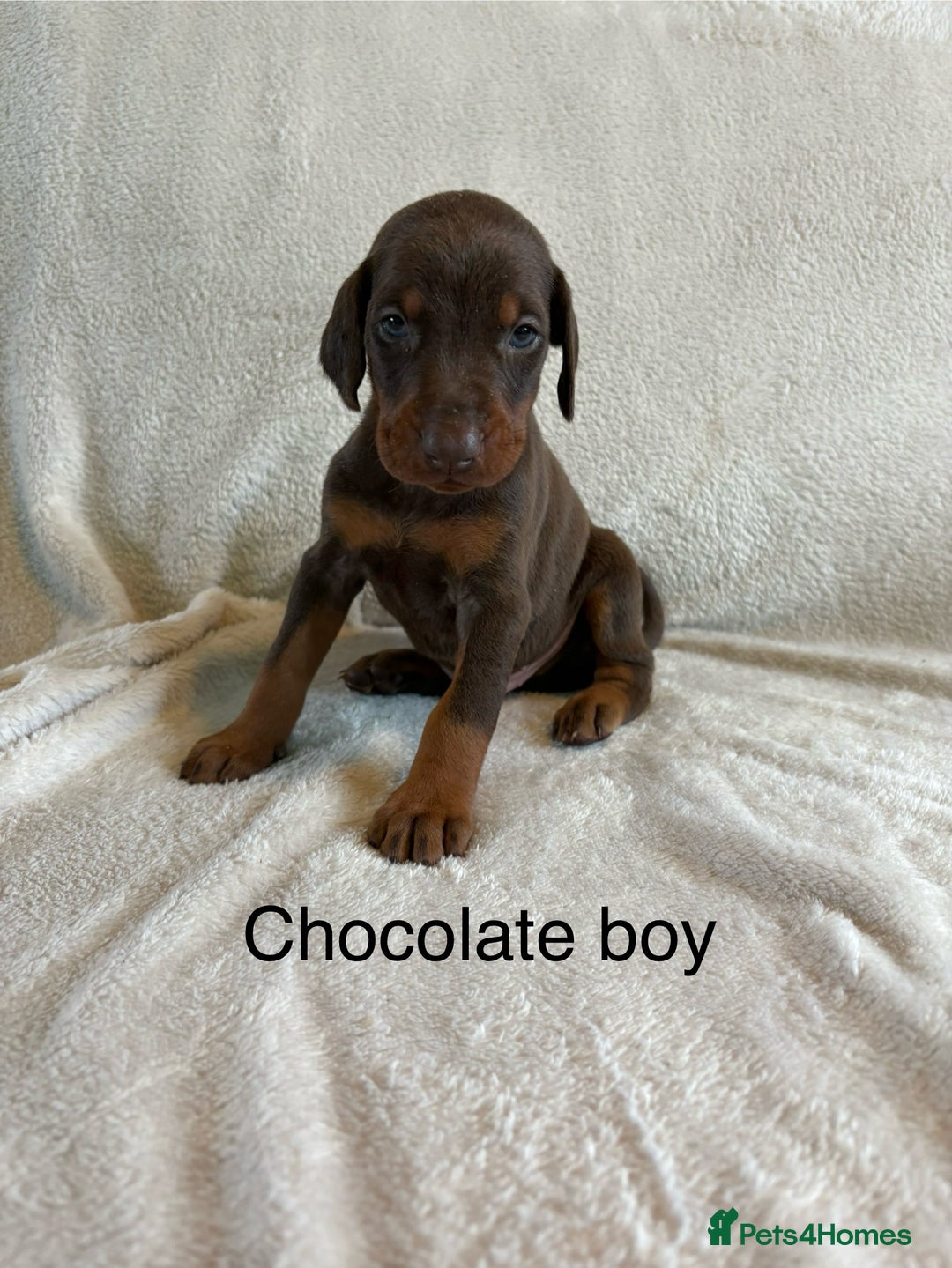 Dobermann dogs for sale: Beautiful European KC reg Doberman Puppies - Image 10