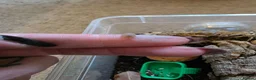Isopods invertebrates for sale: Cubaris papaya isopods actively breeding colony - Advert 2