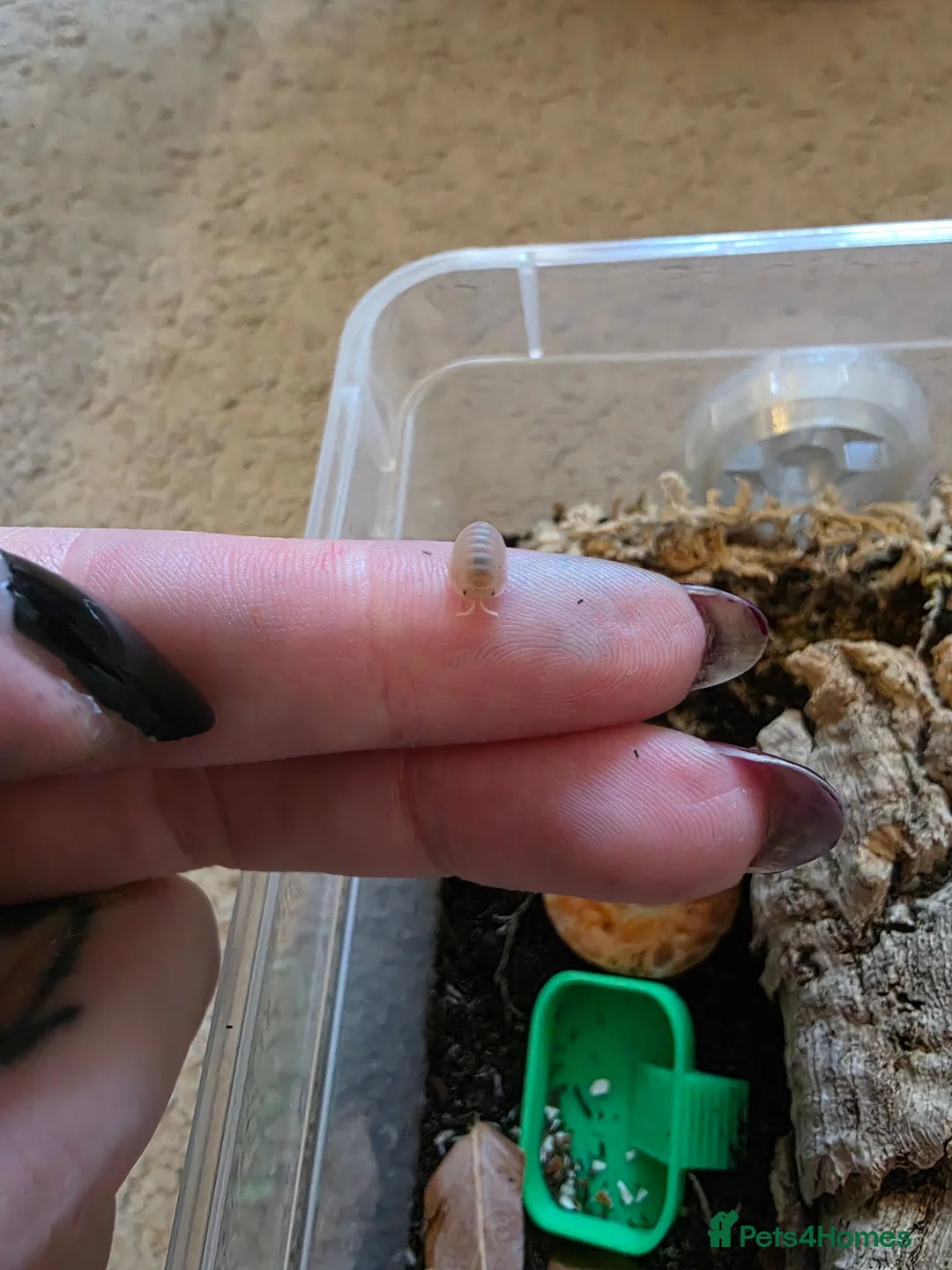 Isopods invertebrates for sale: Cubaris papaya isopods actively breeding colony - Advert 2