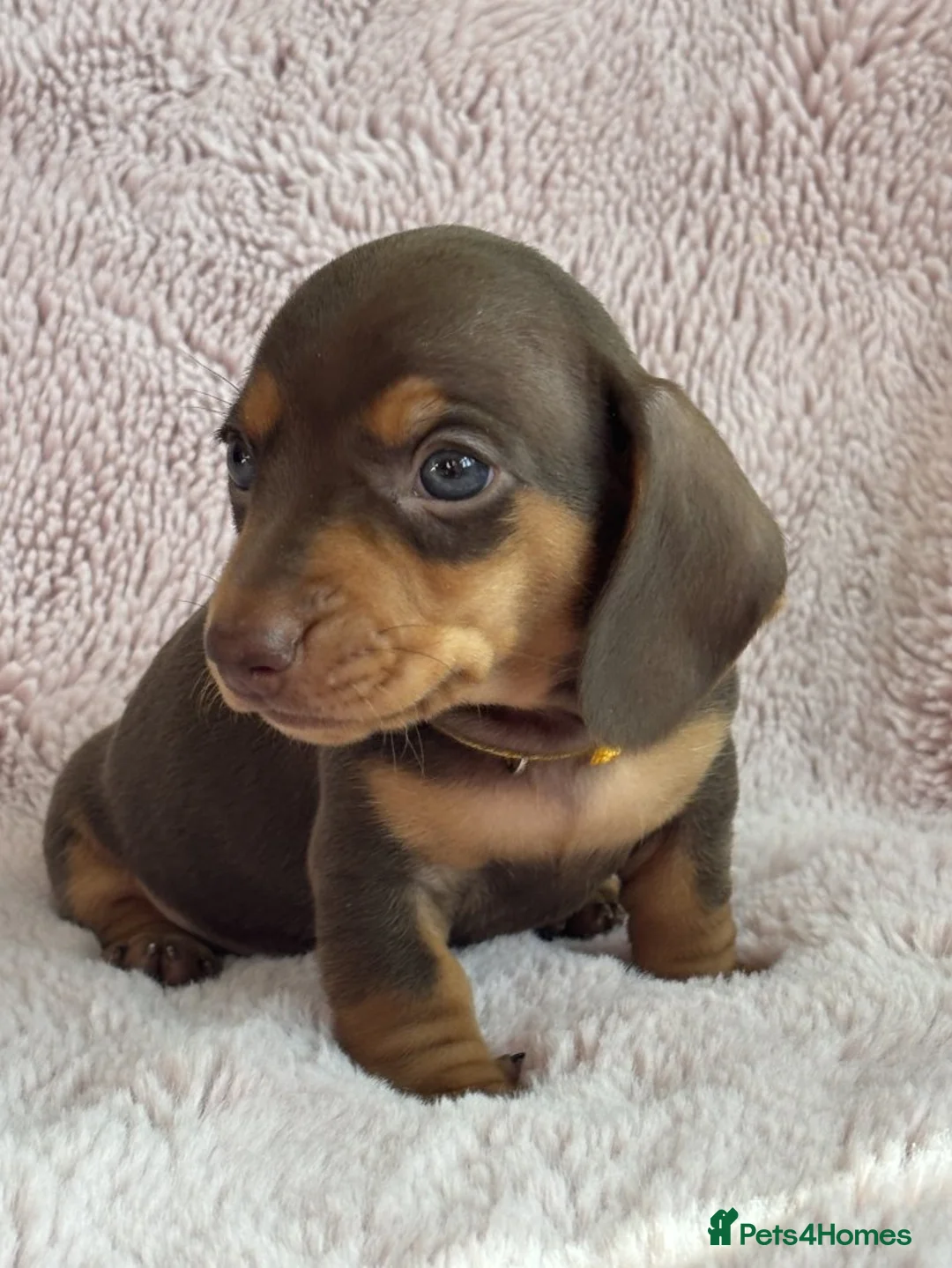 Miniature Dachshund dogs for sale: lovely miniature dachshunds puppies for sale in Worthing - Advert 2