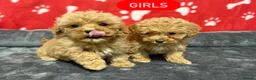 Maltipoo dogs for sale: ❤️Maltipoo F1 Babies💙 - Advert 13