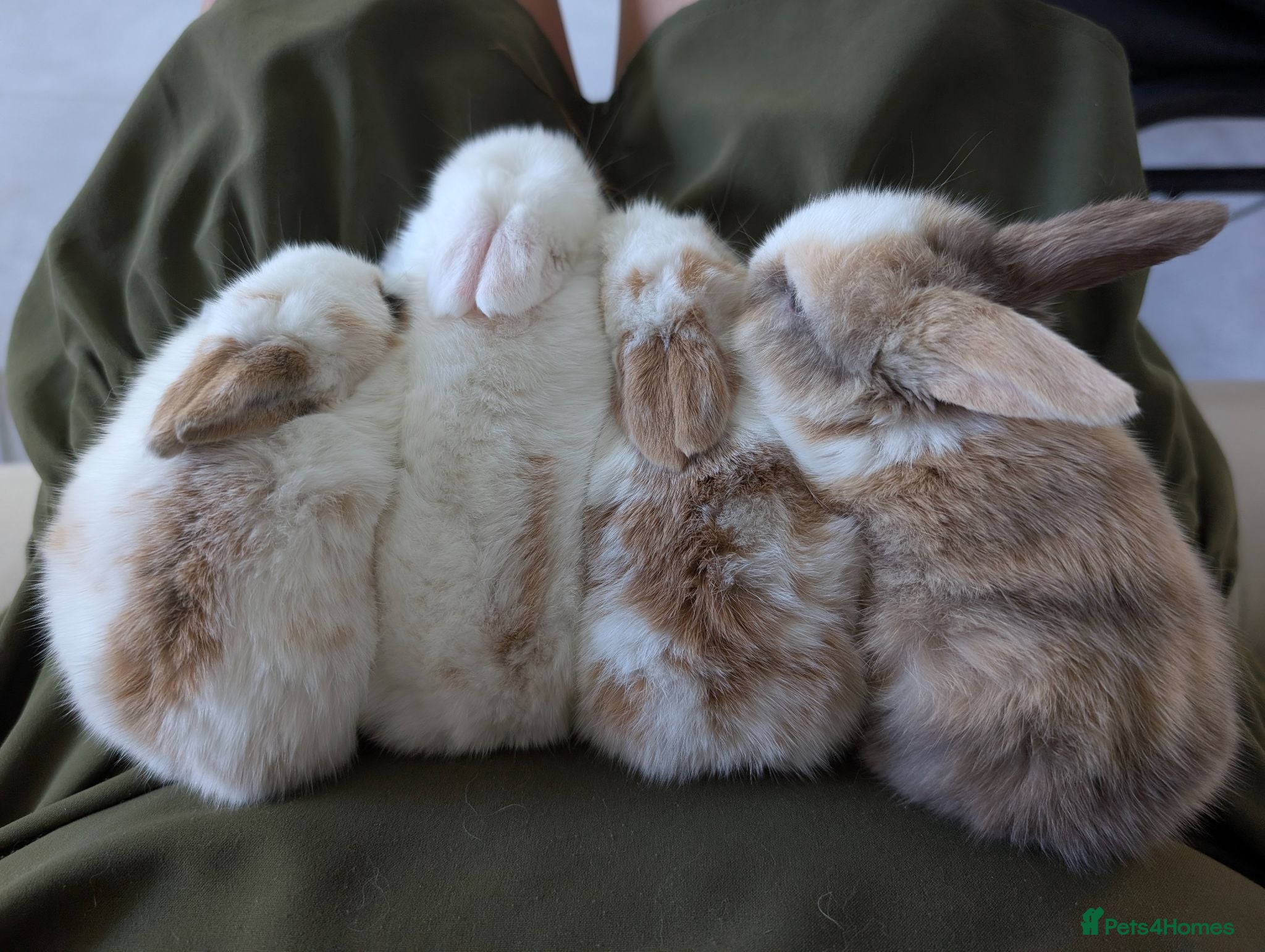 Mixed Breed rabbits Gorgeous baby mini lop bunnies for sale! 😍 - Advert 6