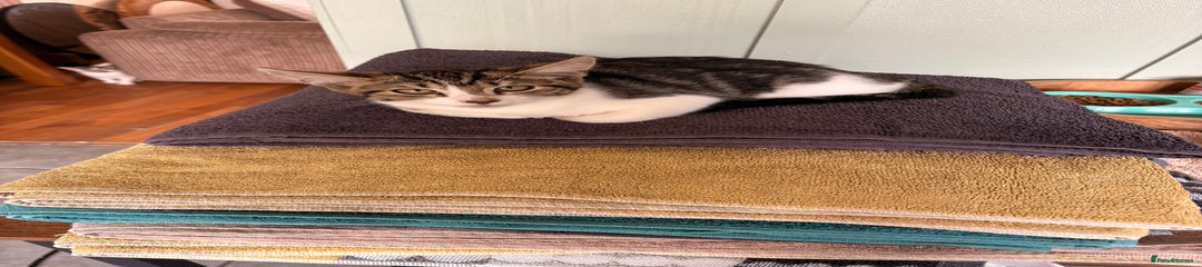 Mixed Breed Kitten 6