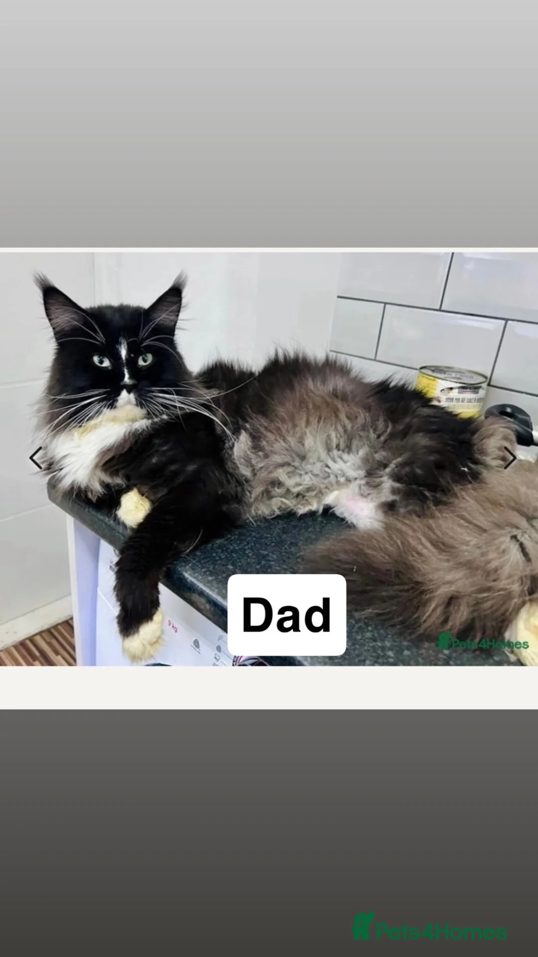 Maine Coon cats for sale: Maine coon x  - Advert 2