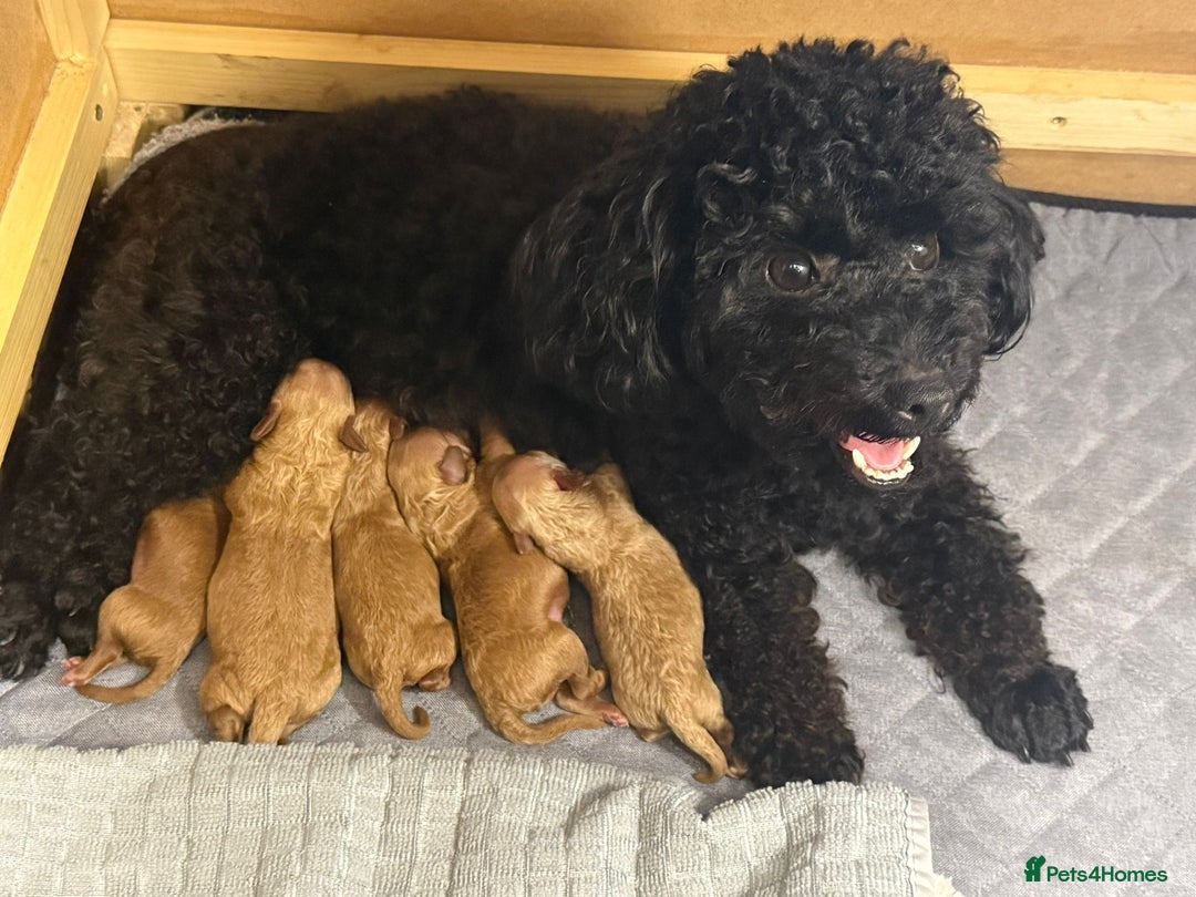 Toy Poodle dogs for sale: Beautiful Small Toy Poodle Pups for Sale. - Image 7