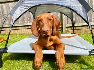 Hungarian Vizsla dogs - Advert 7