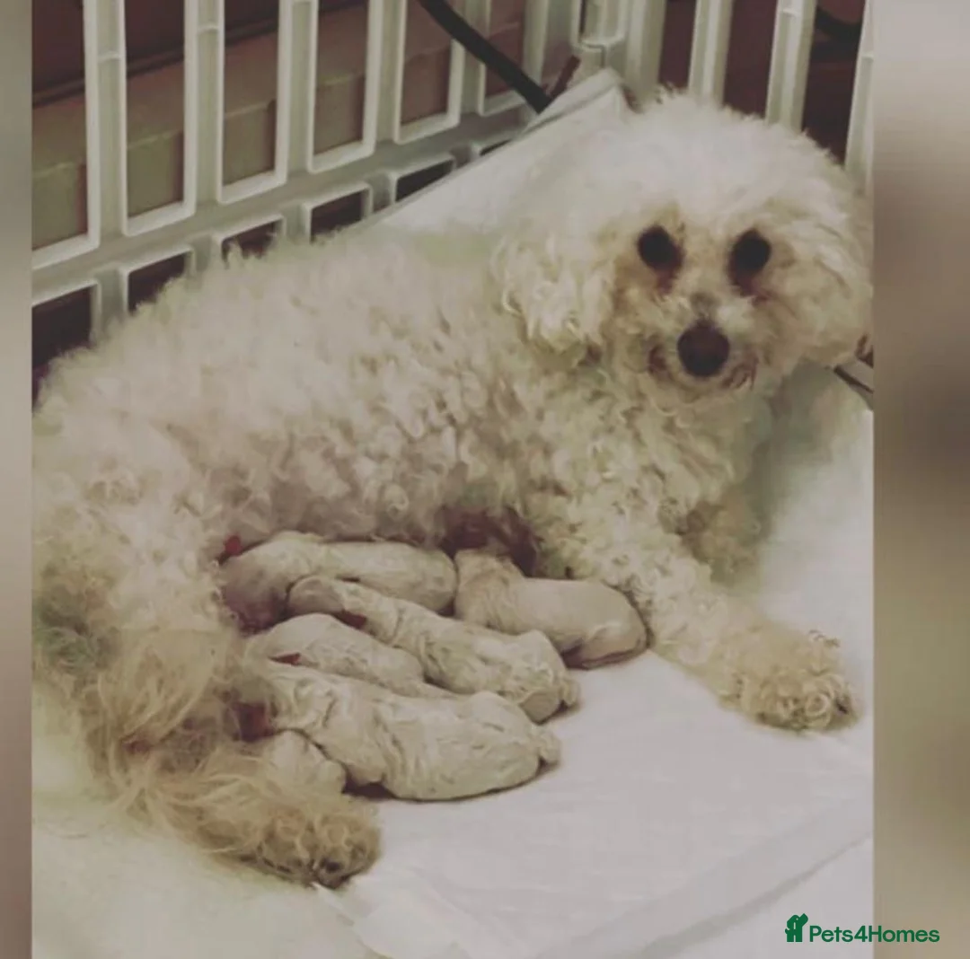 Bichon Frise dogs for stud: Bichon Frise *for stud only* in Hoddesdon - Advert 19