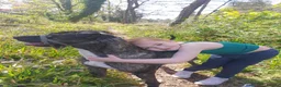 Mixed Breed dogs for stud: Aluant mastiff in Inverness - Advert 7