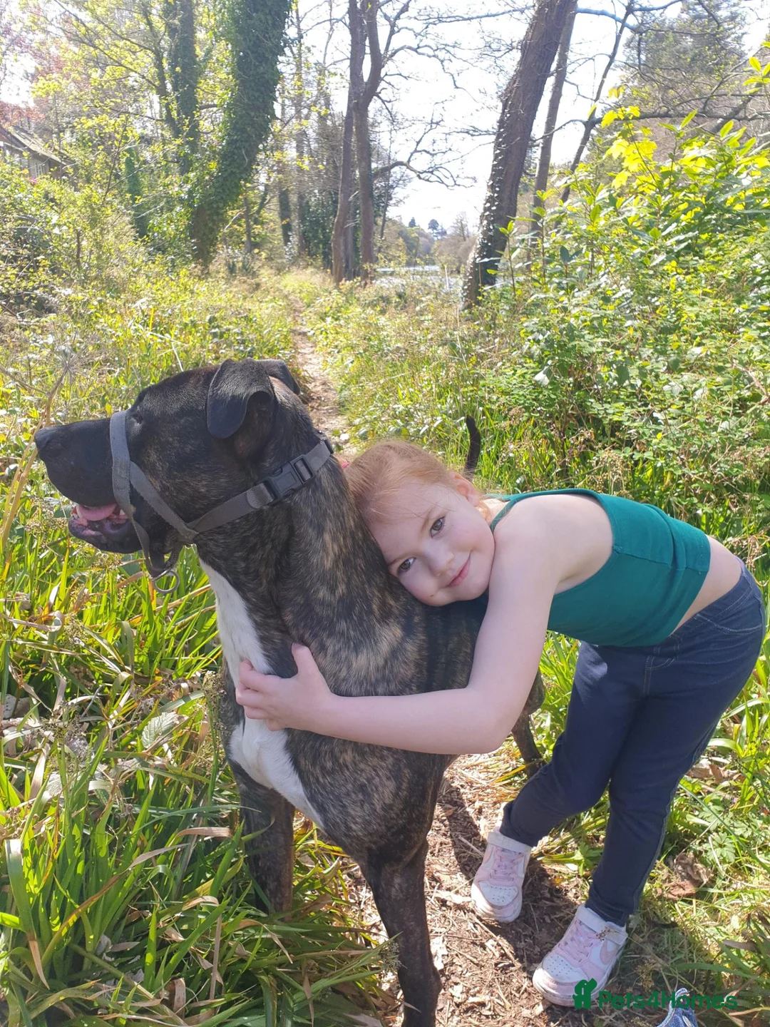 Mixed Breed dogs for stud: Aluant mastiff in Inverness - Advert 7