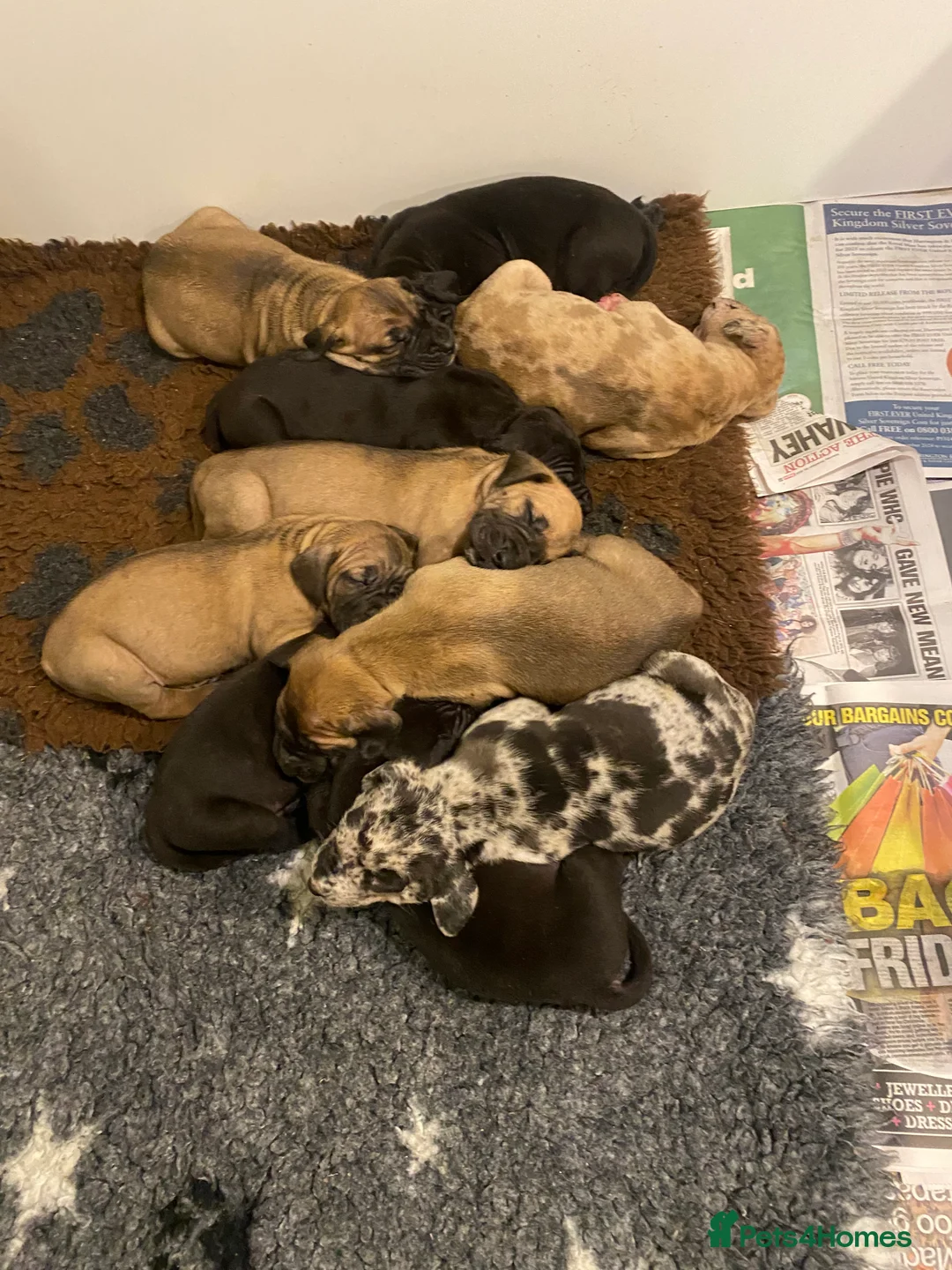 Great Dane dogs for sale: Beautiful kc reg Great Dane puppies - Advert 14