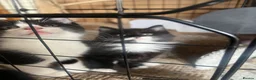 Mixed Breed cats for sale: 2 black and white kittens - Advert 2