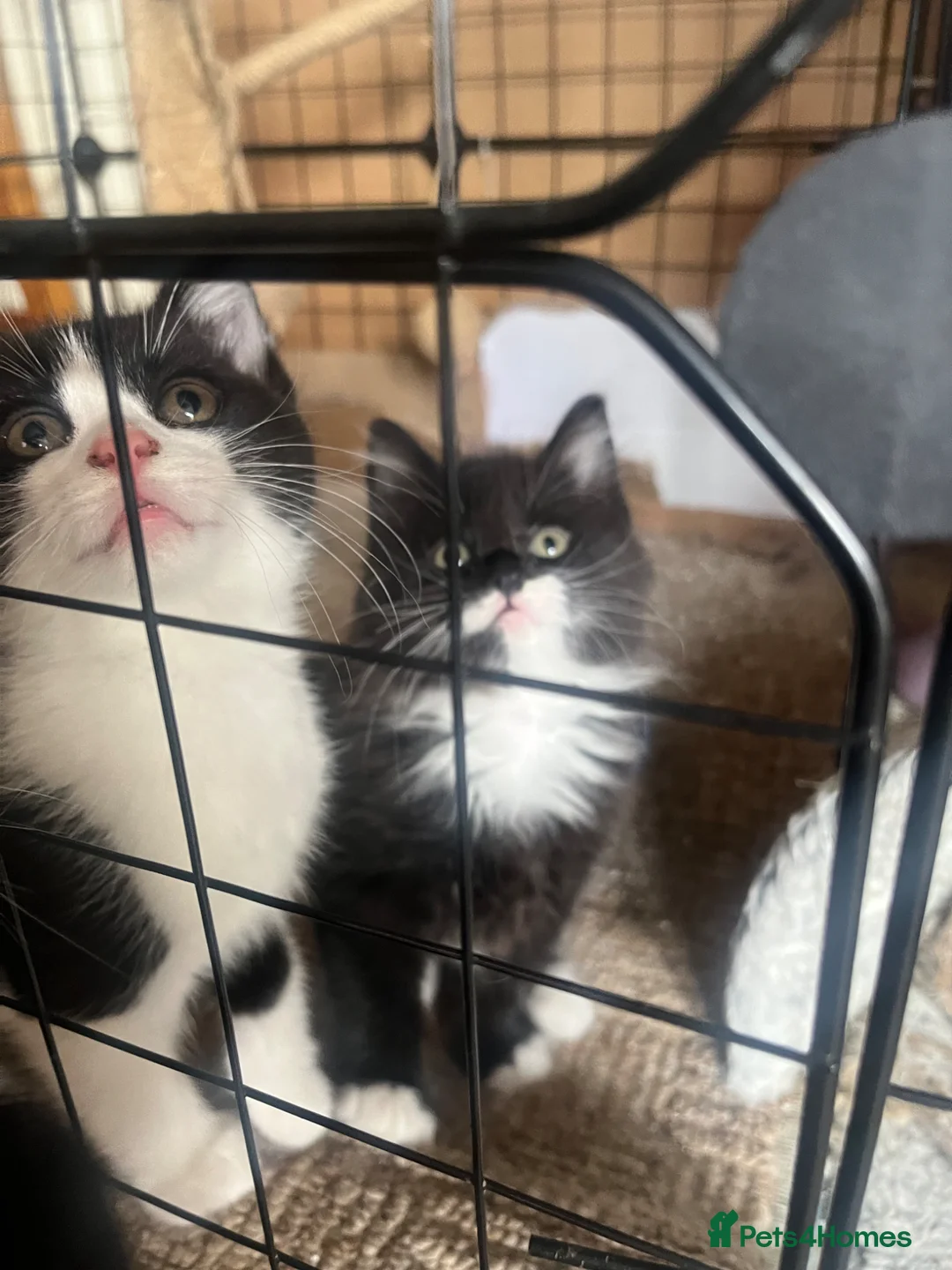 Mixed Breed cats for sale: 2 black and white kittens - Advert 2