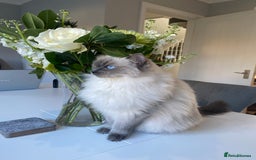 Ragdoll cats for sale: Sweet Ragdoll cats looking for a new home - Image 1