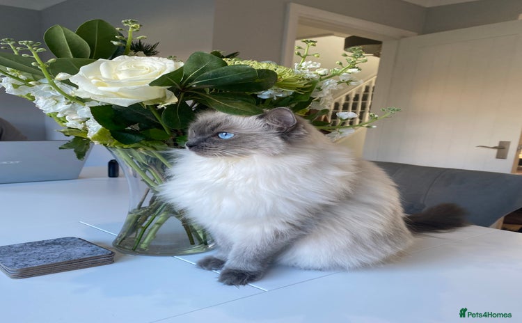 Ragdoll cats - Advert 3