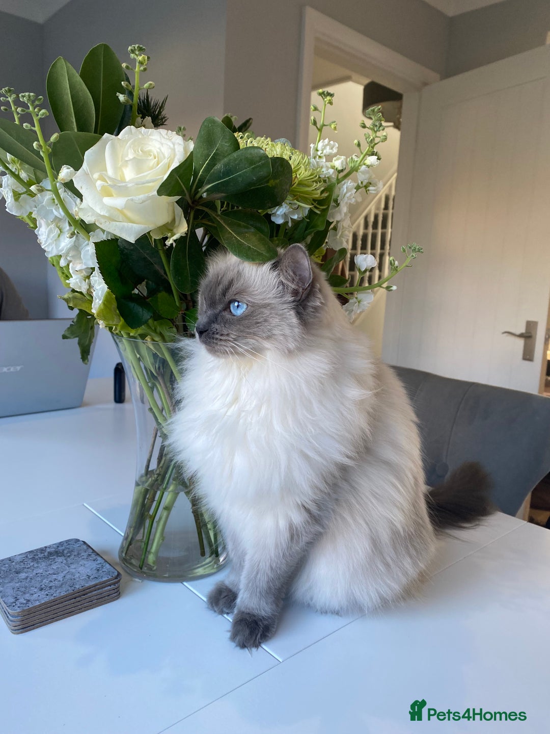 Ragdoll cats for sale: Sweet Ragdoll cats looking for a new home - Image 1