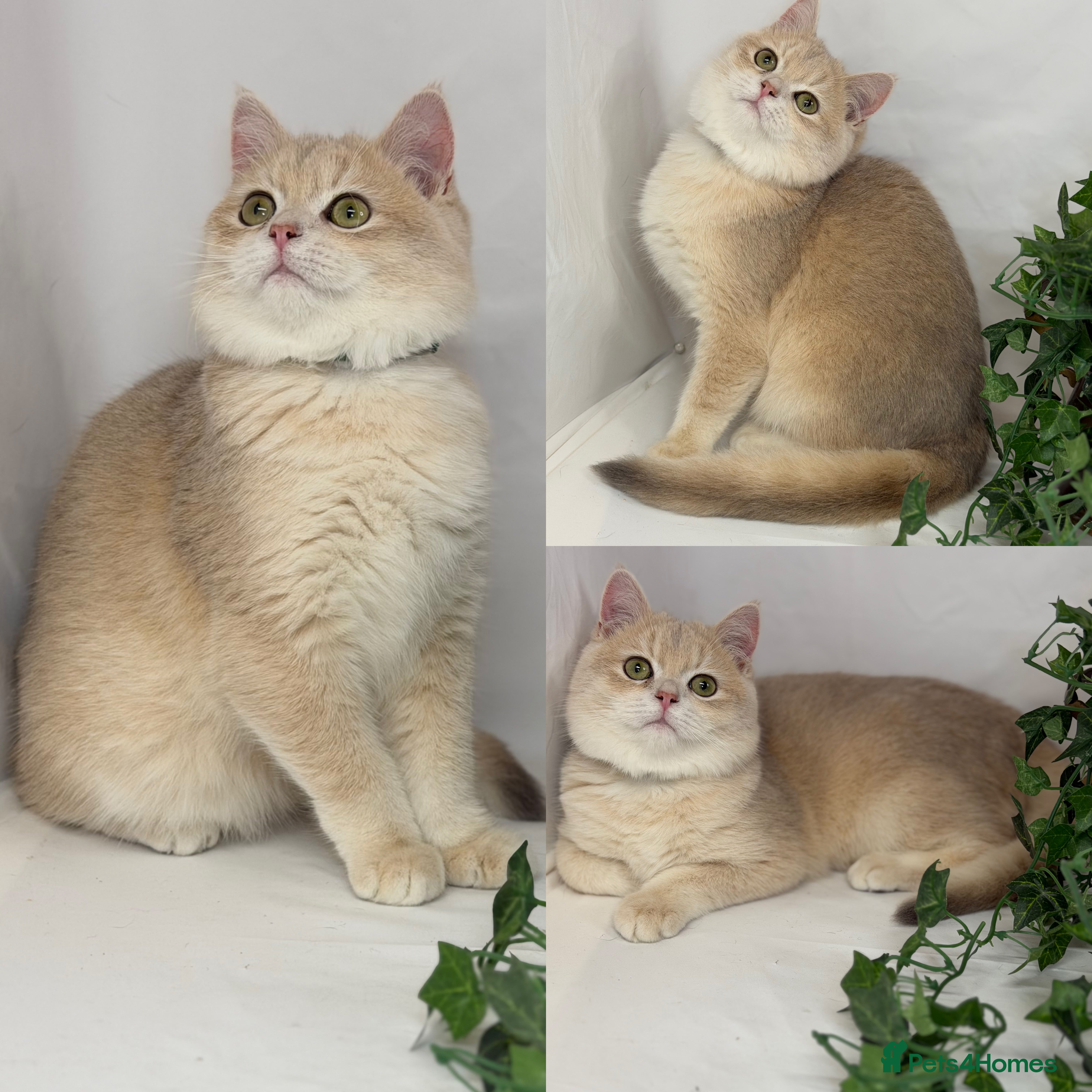 British Shorthair cats Adorable British sh silver, golden shaded TICA - Advert 9