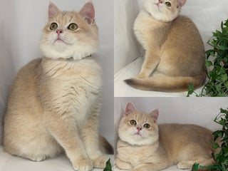 British Shorthair cats Adorable British sh silver, golden shaded TICA - Advert 9