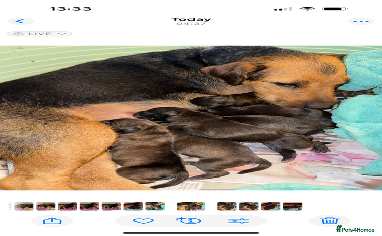 Mixed Breed dogs - Advert 1