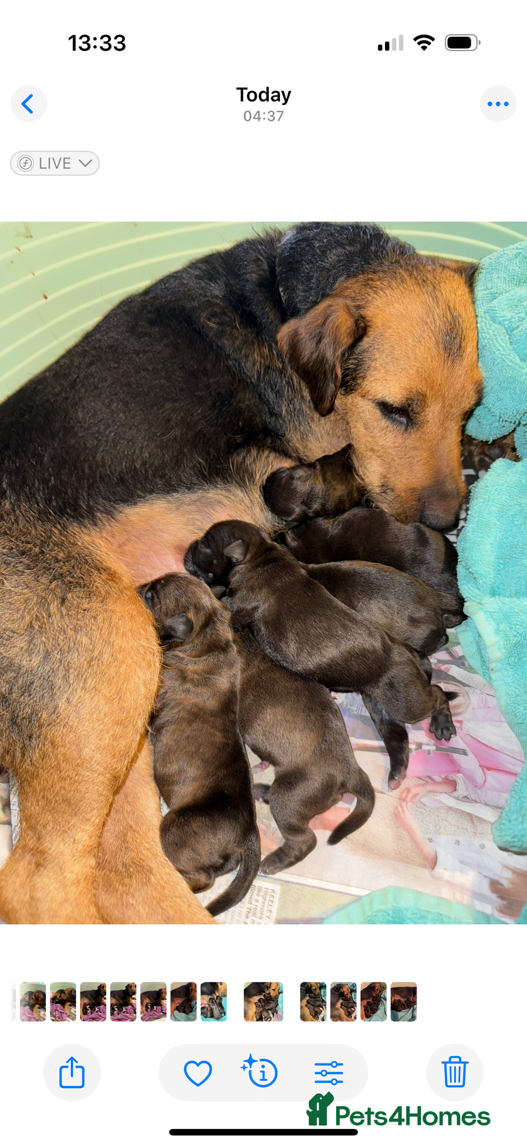 Mixed Breed dogs for sale: Lakeland x Boston terrier - Image 1