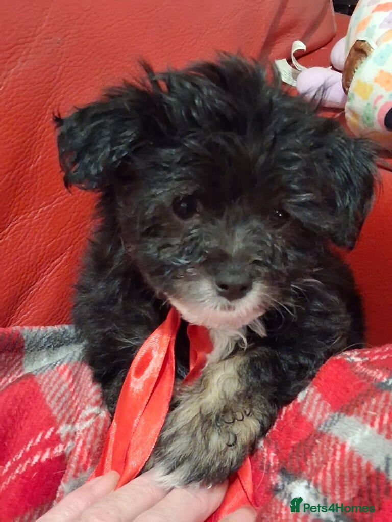 Mixed Breed dogs Puppies ready for forever homes  - Advert 1