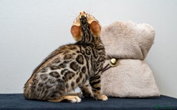Bengal cats for sale: Top quality Bengal Girl- TICA reg.- AVAILABLE NOW - Advert 24