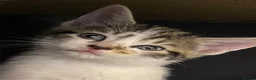 Mixed Breed cats for sale: Mom and baby boy - Advert 23