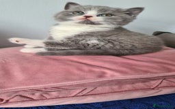 British Shorthair cats for sale: 4 Sweet PEDIGREE kittens - Image 27
