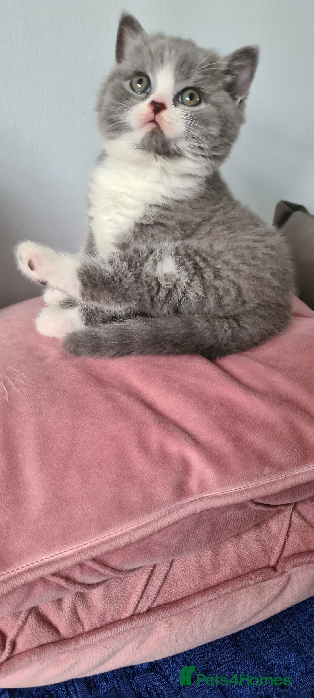 British Shorthair cats for sale: 4 Sweet PEDIGREE kittens - Image 27