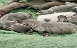 Staffordshire Bull Terrier dogs for sale: Stunning litter of Staffy Pups - Image 1