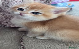 British Shorthair cats for sale: GCCF BSH BOY AND GIRL LEFT GOLDEN BLACK TIPPED  - Advert 19