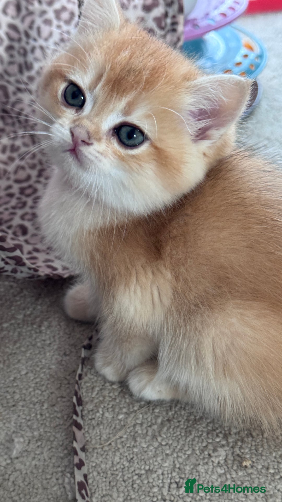 British Shorthair cats for sale: GCCF BSH BOY AND GIRL LEFT GOLDEN BLACK TIPPED  - Advert 19