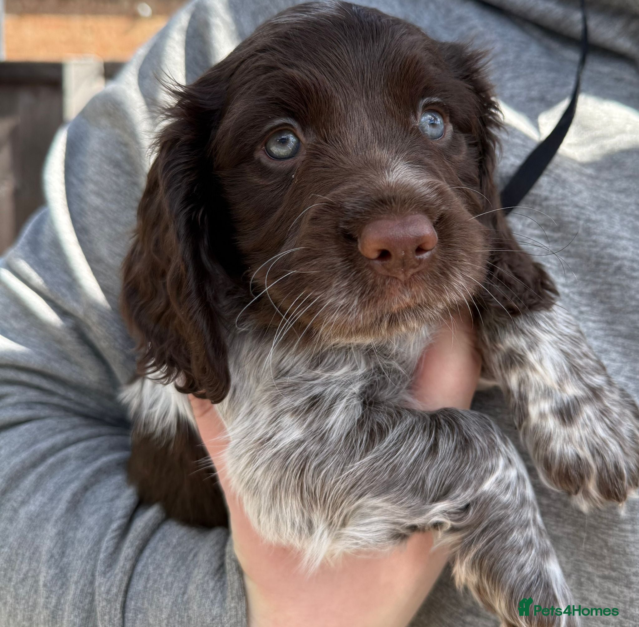 Cocker Spaniel dogs Working Cocker Spaniels Chocolate - Advert 2
