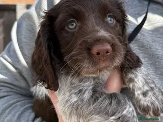 Cocker Spaniel dogs Working Cocker Spaniels Chocolate - Advert 2