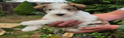 Standard Poodle dogs for sale: Parti Colour Fox Terrier x Standard Poodle Pups - Advert 3