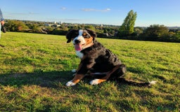 Bernese Mountain Dog dogs for sale: 5 month old stunning dog - Image 5