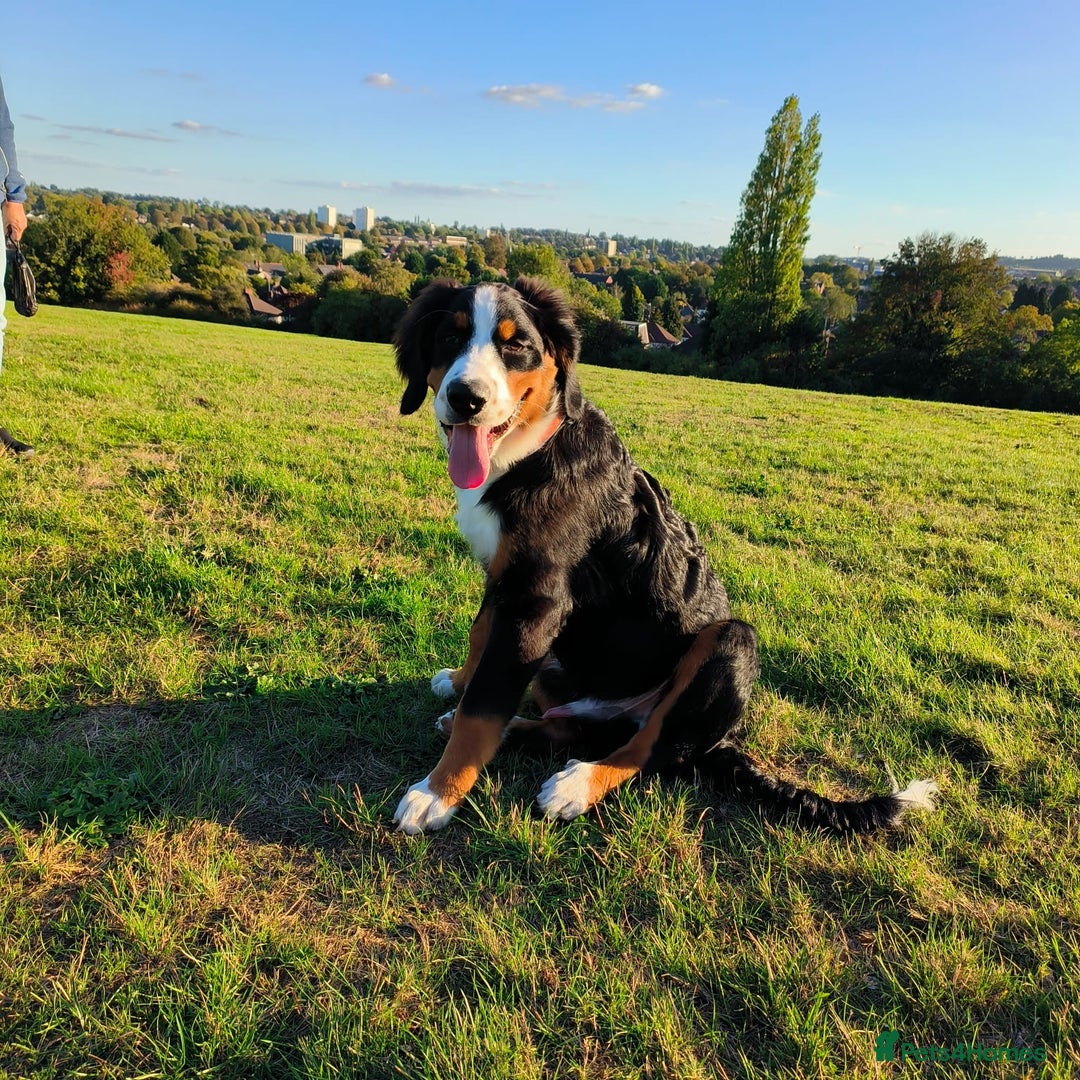 Bernese Mountain Dog dogs for sale: 5 month old stunning dog - Image 5