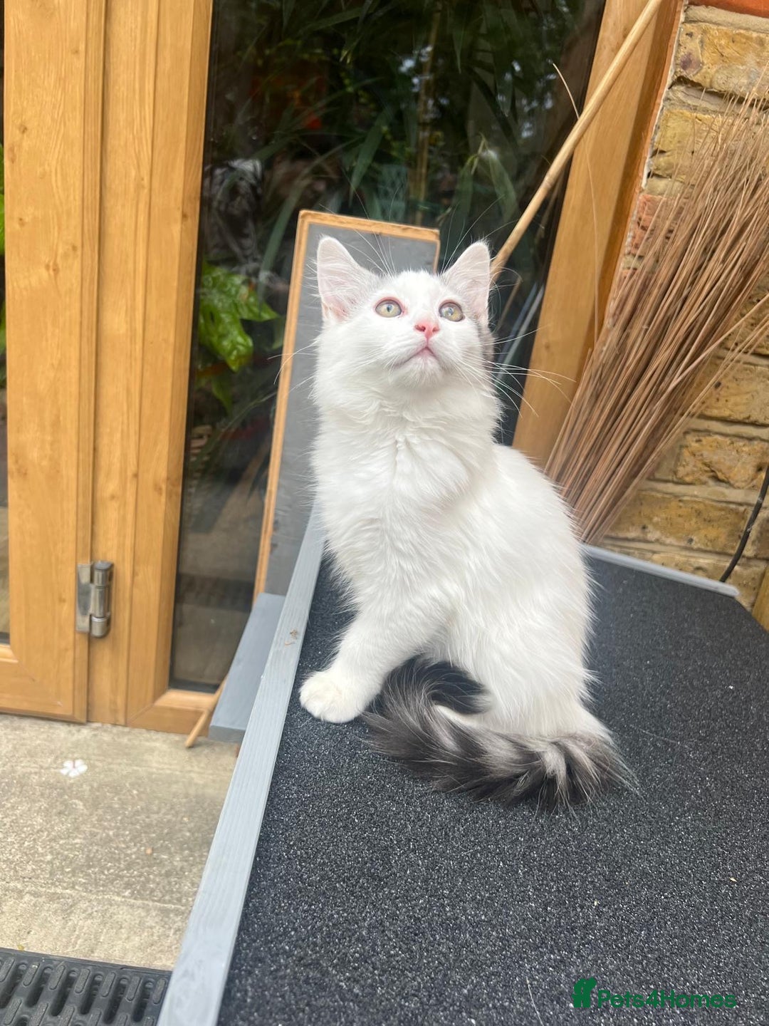 Persian cats for sale: Very cute kittens  - Image 10