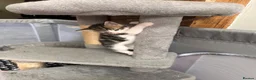 Mixed Breed cats for sale: Beautiful Affectionate Kittens - Advert 6