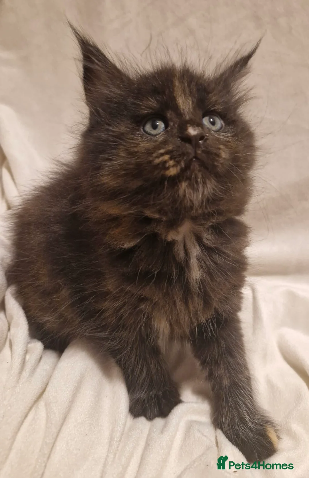 Maine Coon cats for stud: GCCF & Tica Registered Cream Smoke Maine Coon in Spalding - Advert 7