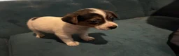 Jack Russell dogs for sale: 3 loving jack russel puppies for sale in Doncaster - Advert 4
