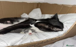 Domestic Shorthair cats for sale: Girl kitten grey and white  - Image 5