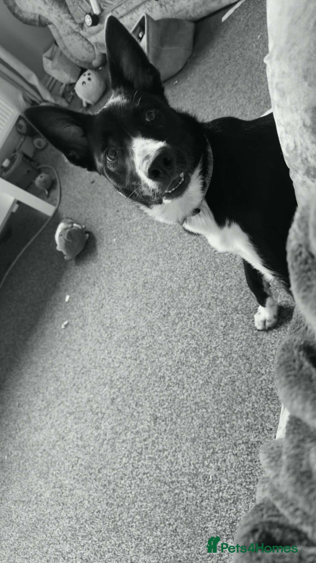 Border Collie dogs for sale: Coco the collie - Advert 6